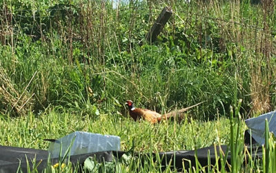 Meeting the local wildlife