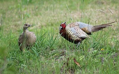 Mr pheasant has a family